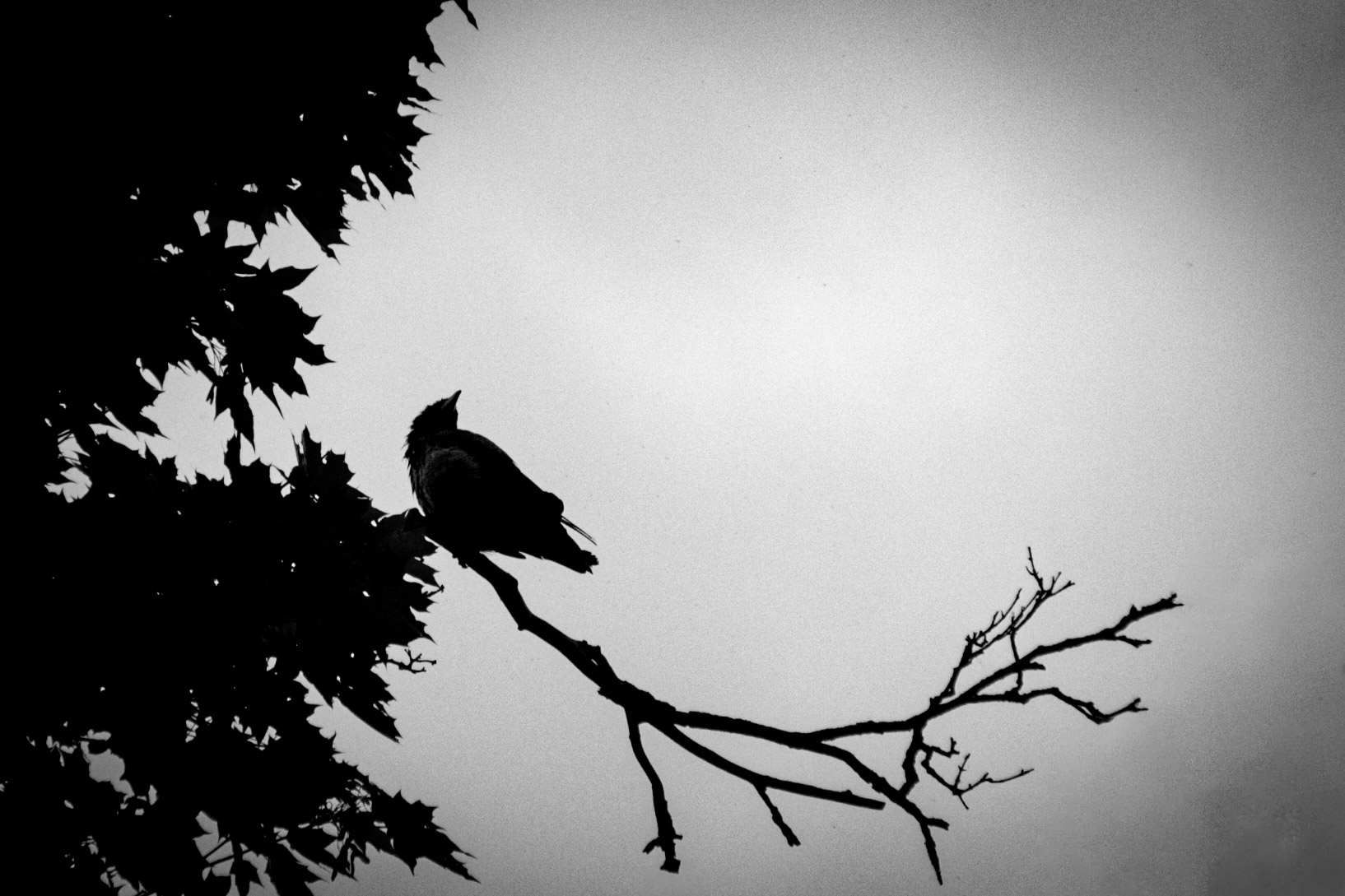 Bird silhouette