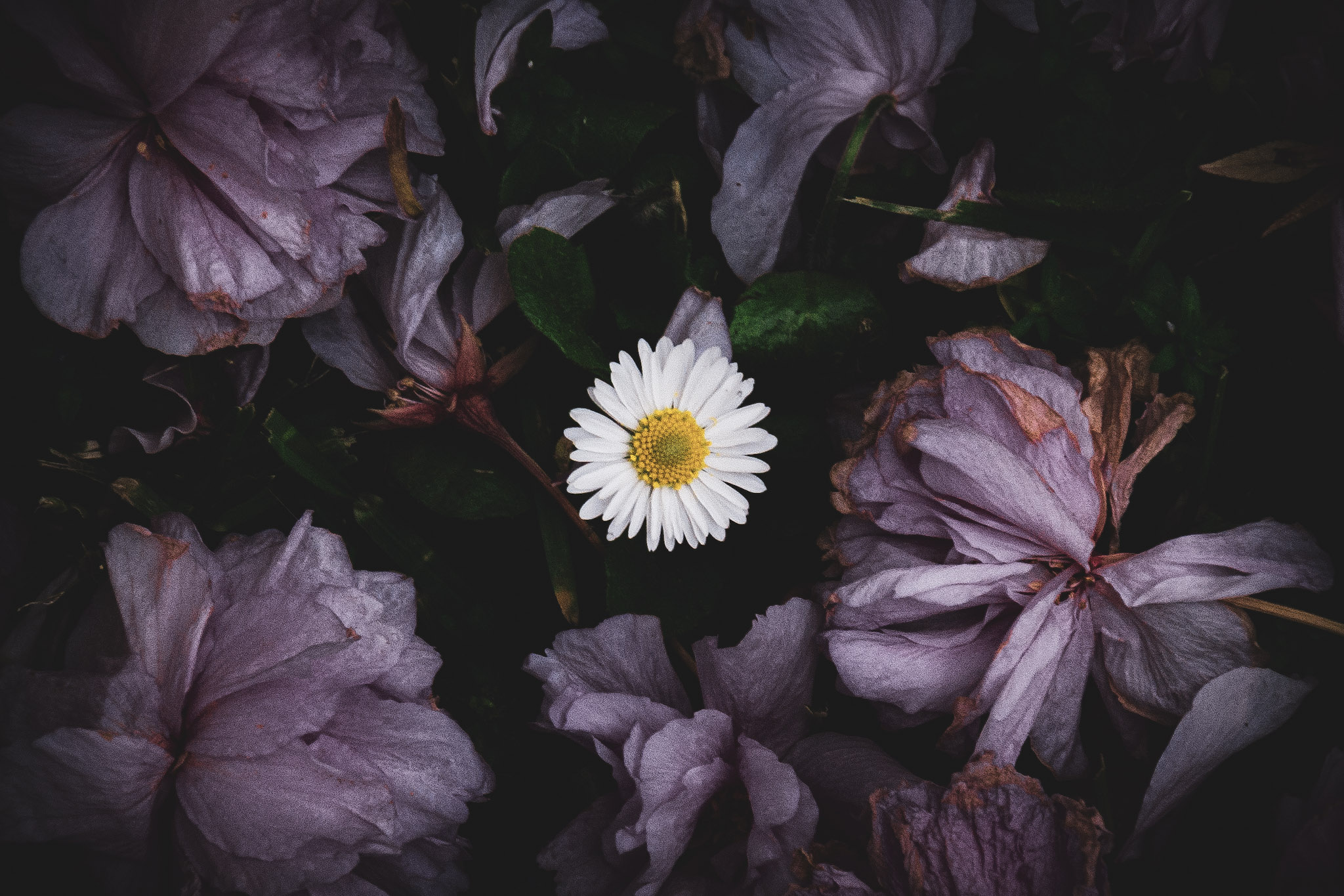 Daisy macro