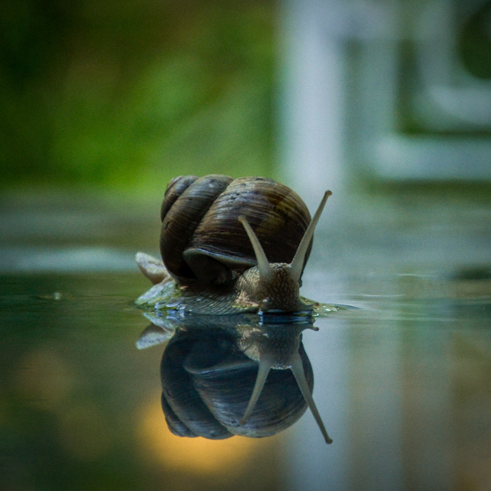 Snail macro