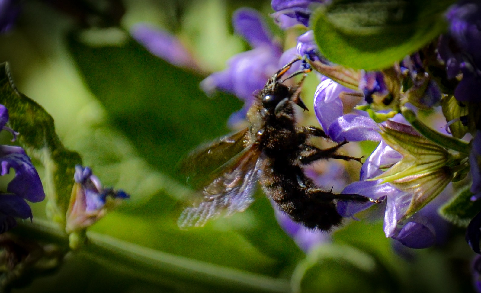 Bee on flower