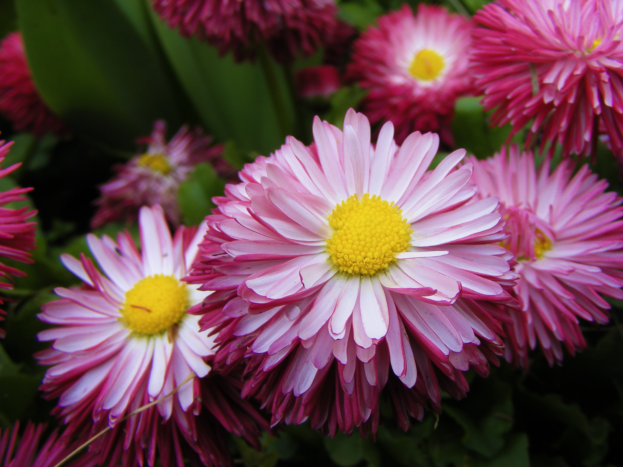 Pink flowers