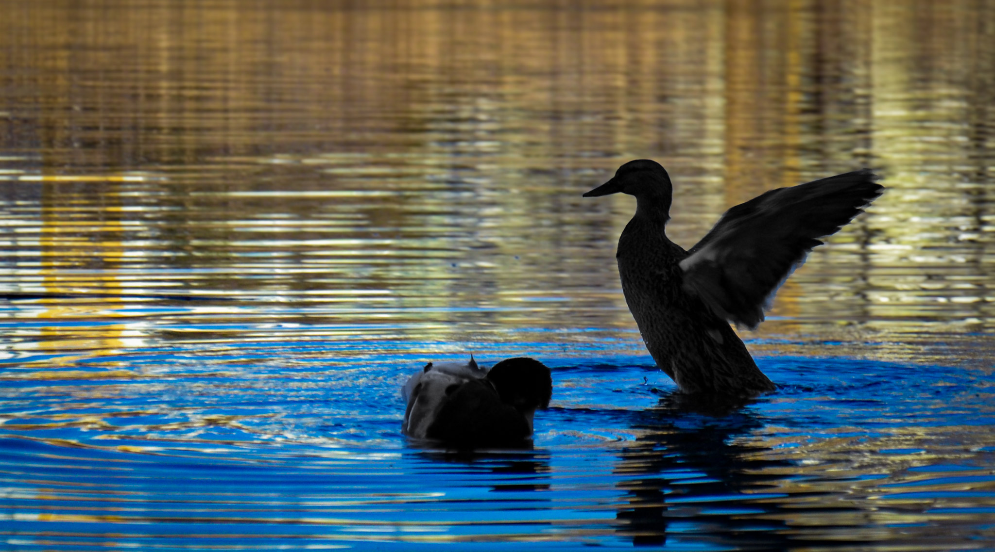Swan at dusk